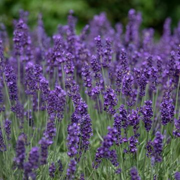 Lavanda Hidcote Blue
