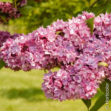 Lilas Mme Lemoine