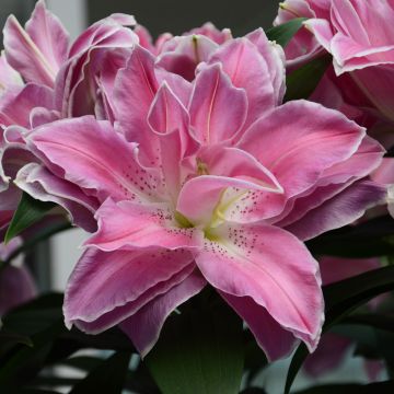 Lis ou Lys oriental Sweet Rosy Lis ou Lys oriental Sweet Rosy