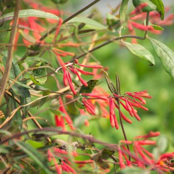 Chèvrefeuille ou Lonicera sempervirens Cedar Lane cov