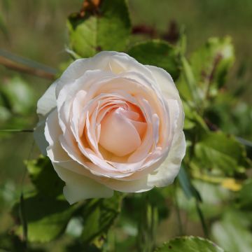 Rosa rampicante ANDRE LE NOTRE ® Meilinday Rosa rampicante ANDRE LE NOTRE ® Meilinday