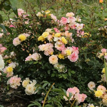 Rosier REVE DE PARIS ® Meilowmye