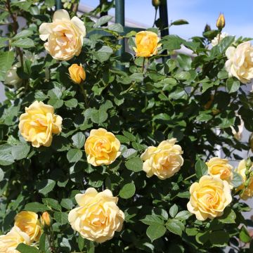 Rosier grimpant Golden PAREO ® Meipiyou