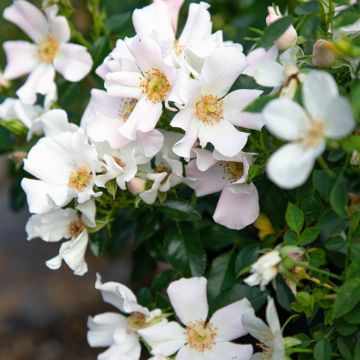 Rosa CHAMPS ELYSEES ® Meiplumty