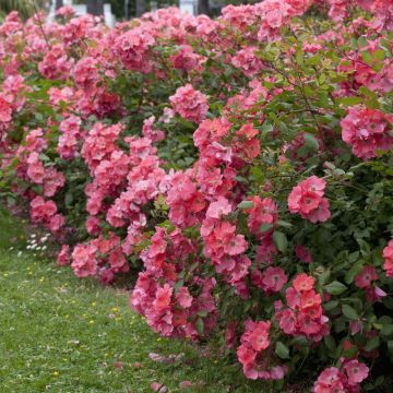 Rosa DOUCEUR NORMANDE ® Meipopul