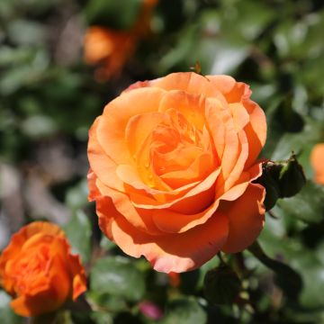 Rosier MESSAGE® d’Espoir Meishamalo