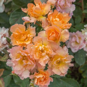 Rosa Flame ORIGAMI ® Meitincel