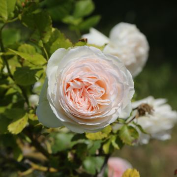 Rosa rampicante Palais Royal ® Meiviowit
