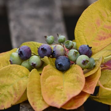 Myrtillier Bluecrop