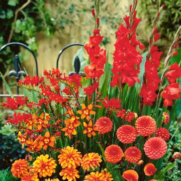 Assortiment Feu d'été Assortiment Feu d'été