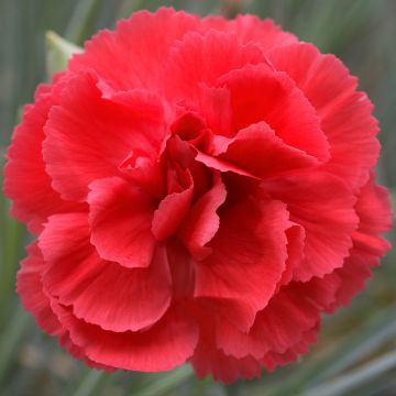 Garofano Plumarius strisciante 'Diana' arancione