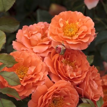 Rosier tige Orange MEILOVE ® Meipluvia, rosier MEILLAND RICHARDIER Rosier tige Orange MEILOVE ® Meipluvia, rosier MEILLAND RICHARDIER