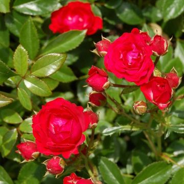 Avec sa remarquable flRosier tige Red MEILOVE ® Meirokad Avec sa remarquable flRosier tige Red MEILOVE ® Meirokad