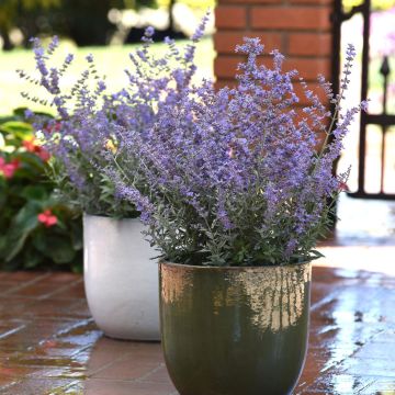 Perovskia BLUESETTE en pot sur terrasse Perovskia BLUESETTE en pot sur terrasse