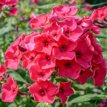 Phlox paniculata 'Fanal'