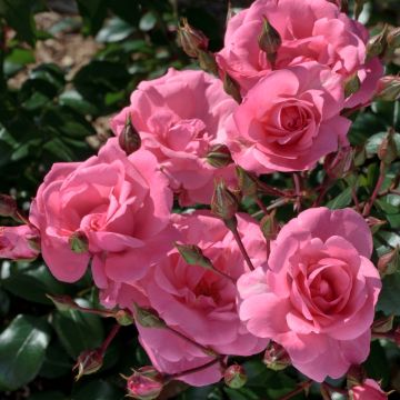 Rosier tige Pink MEILOVE ® Meikifunk Meilland Richardier Rosier tige Pink MEILOVE ® Meikifunk Meilland Richardier