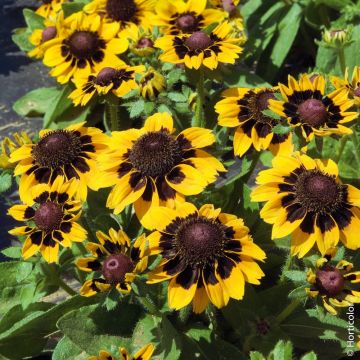 Rudbeckia nain Spotlight Rudbeckia nain Spotlight
