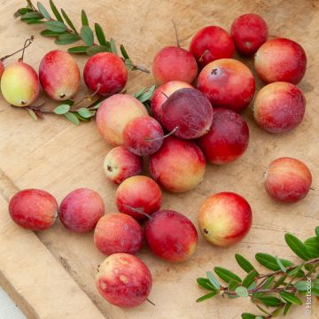 Cranberry le plant
