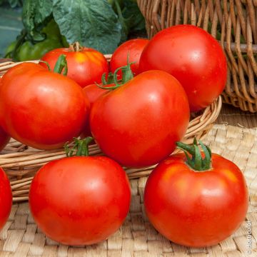 Tomate Dona F1 (Création Vilmorin) - Vilmorin
