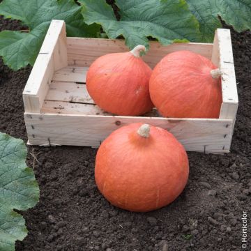 Zucca Uchiki Kuri BIO