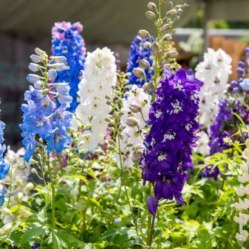 Delphinium Magic Fountains en mélange Delphinium Magic Fountains en mélange