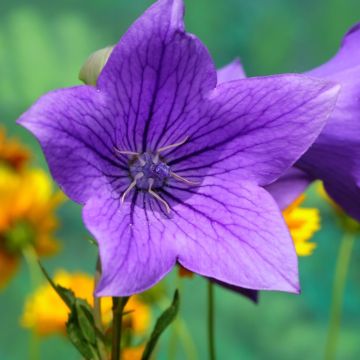 Platycodon 'Mariesii'