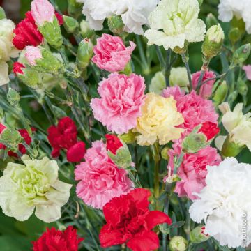 Oeillet des fleuristes Oeillet des fleuristes