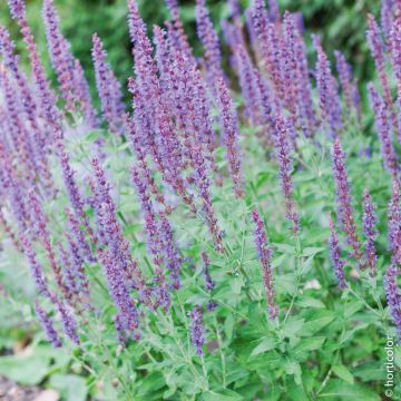 Salvia blu Reine des Bleues