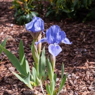 Iris Nains Bleus Iris Nains Bleus