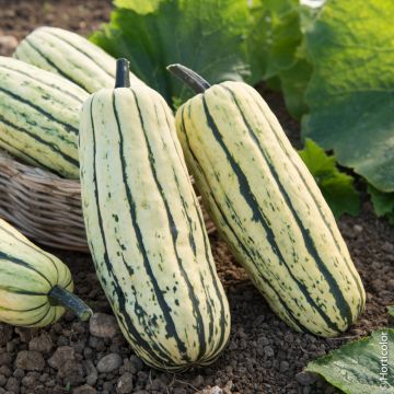 Zucca Sweet Potato o Delicata BIO