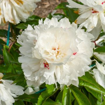 Pivoine Lactiflora Hybride Noémie Demay Pivoine Lactiflora Hybride Noémie Demay