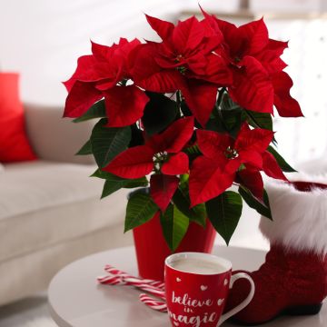 Poinsettia ou étoile de Noël