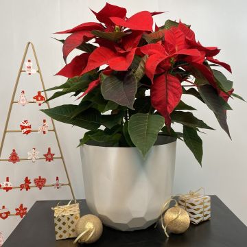 Etoile de noël Etoile de noël