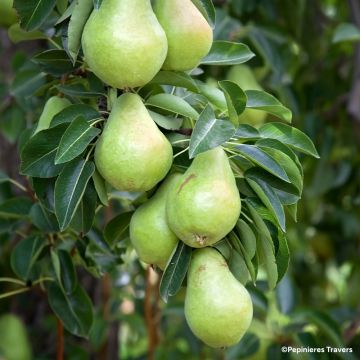 Poirier Nain de jardins® Pearlite Poirier Nain de jardins® Pearlite