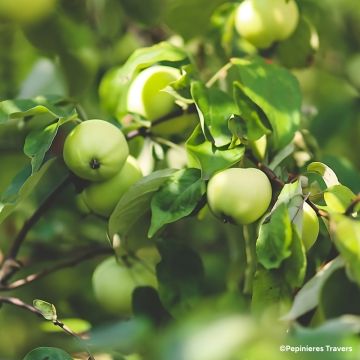 Pommier Nain de jardins® Pom'pousse Pommier Nain de jardins® Pom'pousse