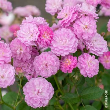 Rosier paysager PRETTY POLLY® Lavender - Zlepolthree