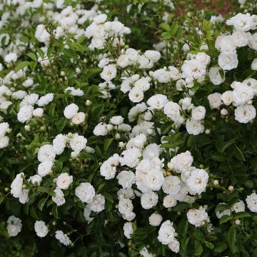Rosier paysager PRETTY POLLY® White - Zlepolfour