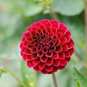 Dahlia Pompon Radjah Dahlia Pompon Radjah