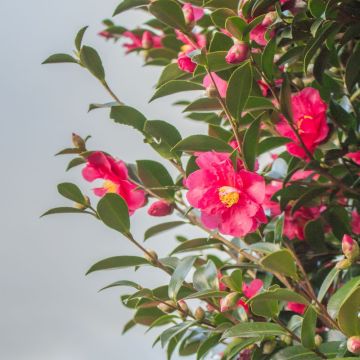 Camélia d'automne Cleopatra, Camellia sasanqua Meilland Richardier
