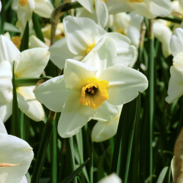 Narcisse Lieke