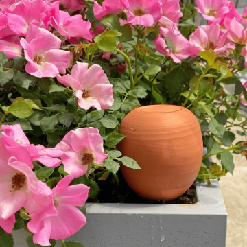 OYAS ® Naturelle à planter OYAS ® Naturelle à planter