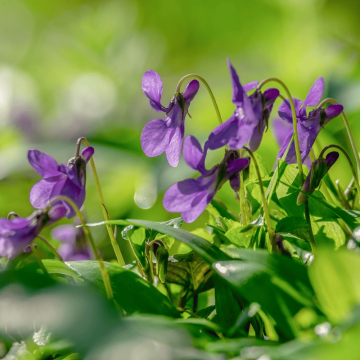 Violette double de Toulouse