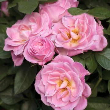 Rosa miniatura Belle Symphonie