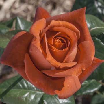 Rosa TERRACOTTA ® Simchoca