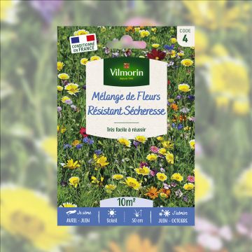 mélange de fleurs résistantes à la sécheresse mélange de fleurs résistantes à la sécheresse