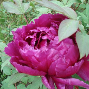 Pivoine arbustive ou Paeonia suffruticosa ‘Shikou’ Pivoine arbustive ou Paeonia suffruticosa ‘Shikou’