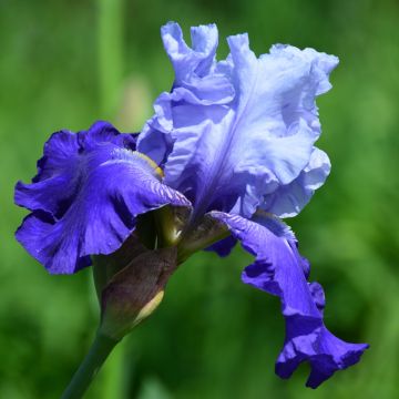 Iris Best Bet Iris Best Bet