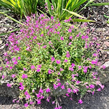 Silene schafta