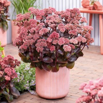 Sedum Black Knight en pot. Orpin à feuillage pourpre à noir brillant et au fleurs rougeâtres en fin d'été.