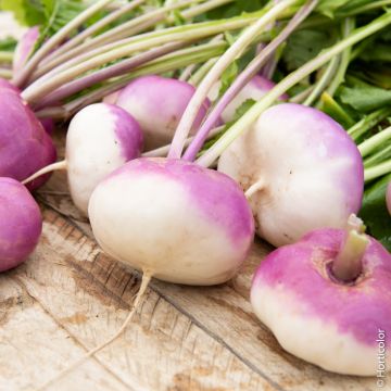 Rapa di Milano a colletto viola extra precoce BIO